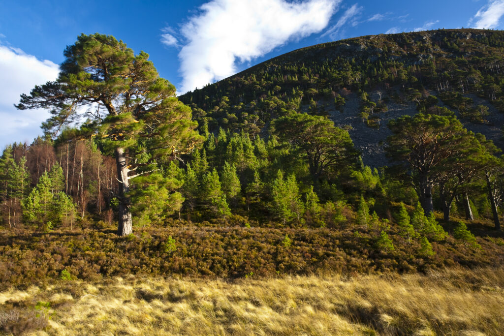 Scotland, Scottish Highlands, Cairngorms National Park. Heavy winds sway the branches of Scots Pines, in the Glenmore Forest Park.