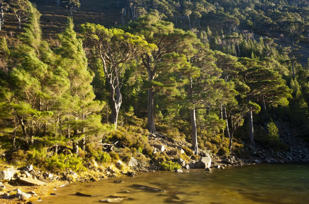Scotland, Scottish Highlands, Cairngorms National Park. Heavy winds sway the branches of Scots Pines, surrounding the Lochan Uaine in the Glenmore Forest Park.