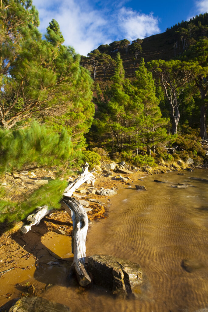 Scotland, Scottish Highlands, Cairngorms National Park. Heavy winds sway the branches of Scots Pines, surrounding the Lochan Uaine in the Glenmore Forest Park.