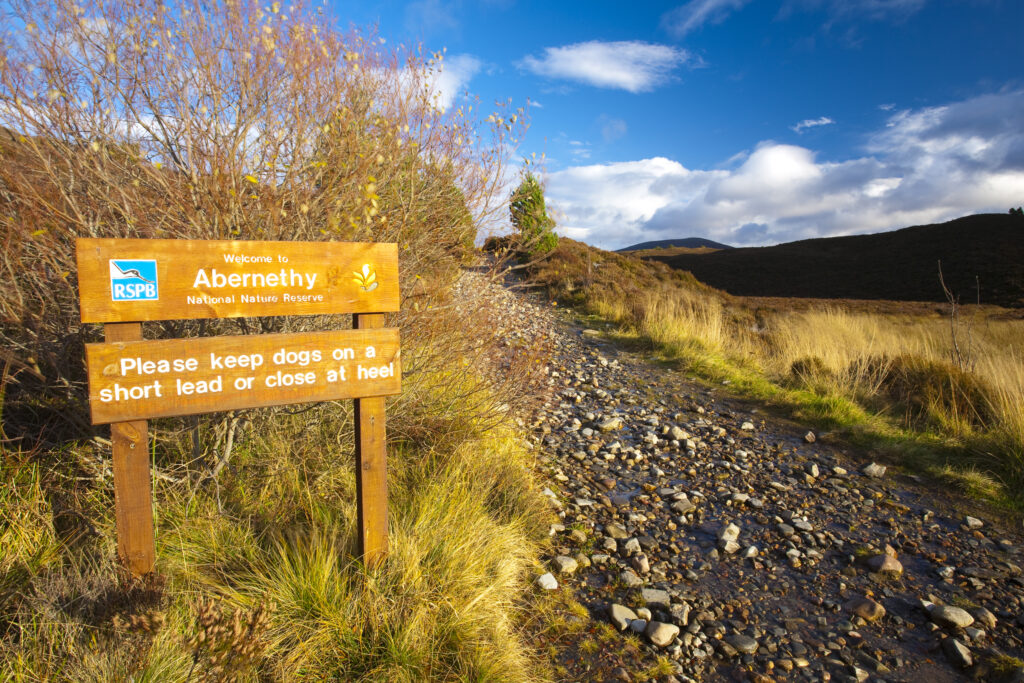 Scotland, Scottish Highlands, Cairngorms National Park. Track running from the Glenmore Forest Park into the Abernethy National Nature Reserve (RSPB).