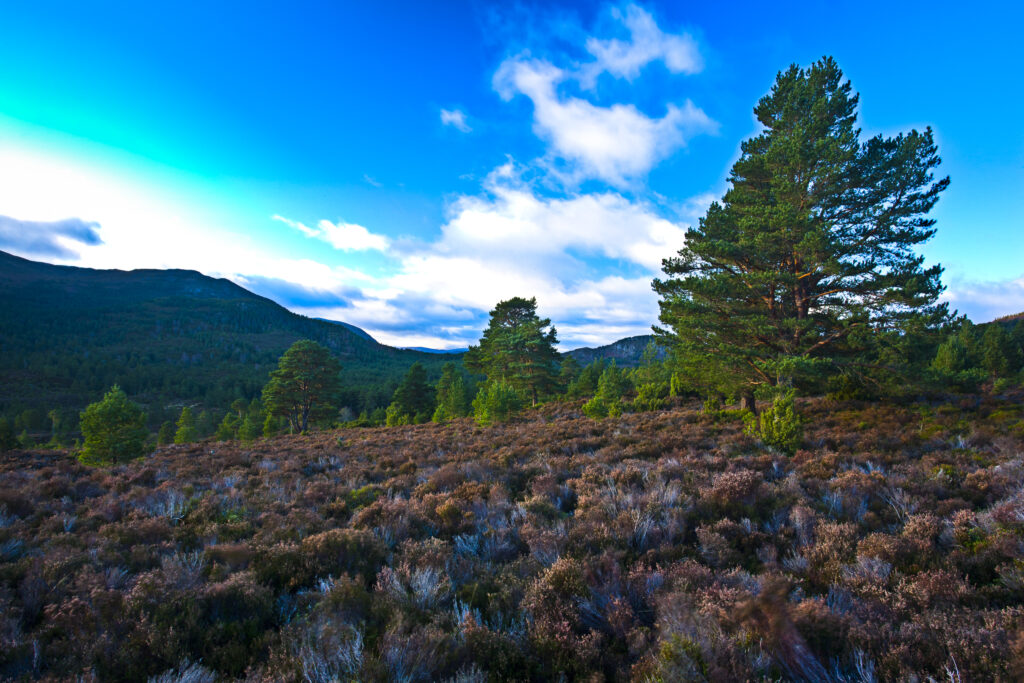 Scotland, Scottish Highlands, Cairngorms National Park. Open moorland near native woodland in the Rothiemurchus Estate near Loch an Eilein.