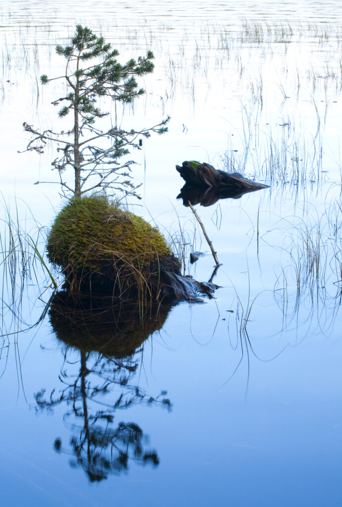 Scotland, Scottish Highlands, Cairngorms National Park. A young Scots Pine Tree clings for survival on a fallen tree on Loch an Eilein in the Rothiemurchus Estate.
