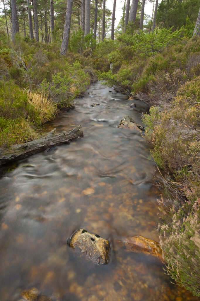 Scotland, Scottish Highlands, Cairngorms National Park. Mountain stream running through native woodland in the Rothiemurchus Estate near Loch an Eilein.