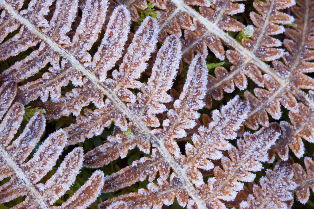 Scotland, Scottish Highlands, Cairngorms National Park. Frost covered ferns, photographed in the Rothiemurchus Estate.