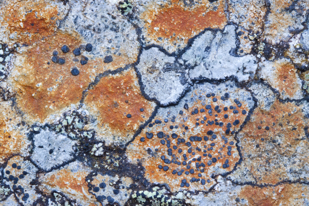 Scotland, Scottish Highlands, Cairngorms National Park. Natural patterns of Lichen and Algae on a rock in the Cairngorms.