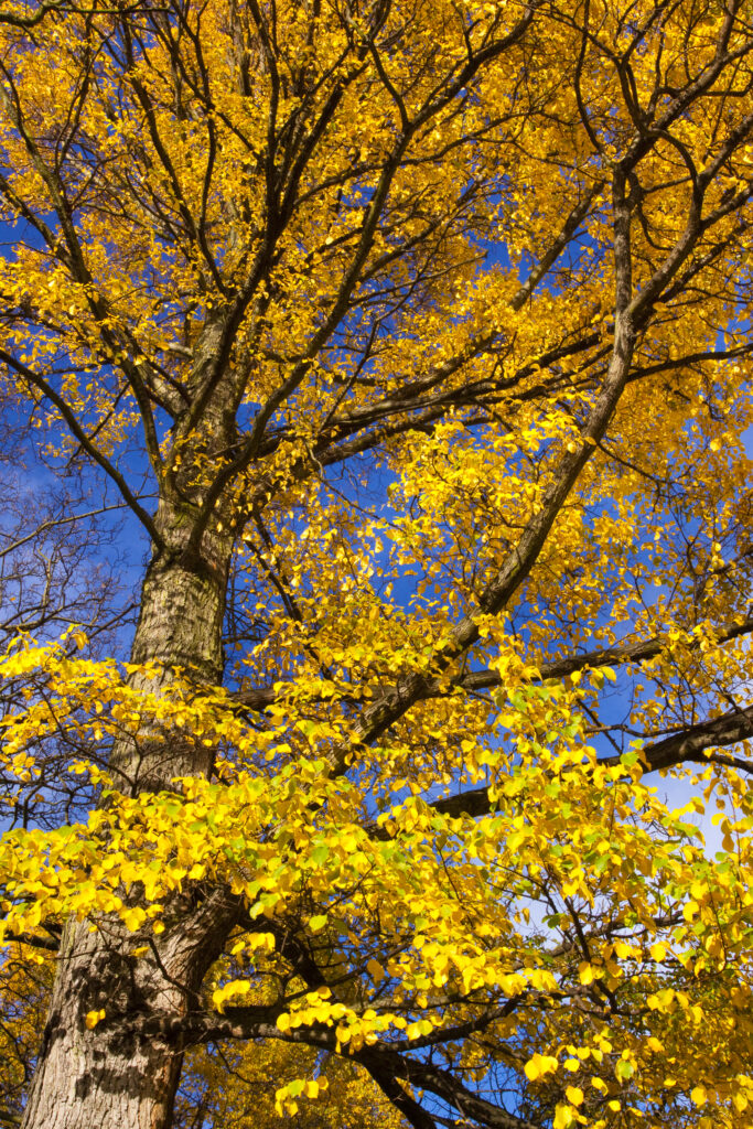Scotland, Edinburgh, Princes Streeet Gardens. Autumn colours of trees within the Princes Street Gardens.