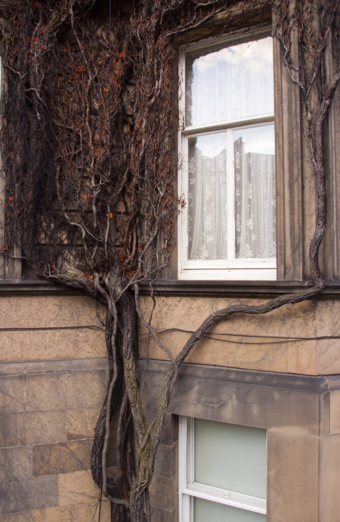 Scotland, Edinburgh, New Town. Creeping tree clinging to a wall of a residential house in the New Town.