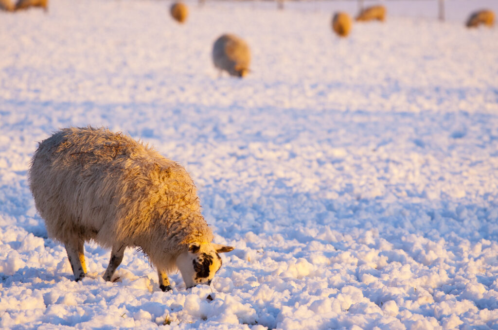 England, Northumberland, Northumberland National Park. Sheep grazing on a snow covered field near the town of Otterburn.
