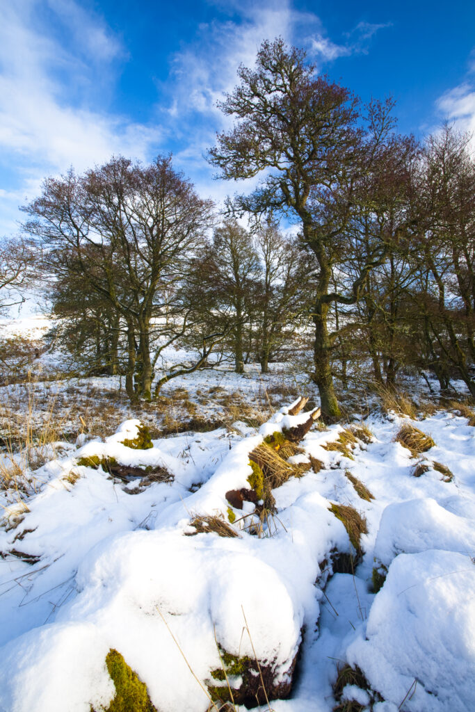 England, Northumberland, Northumberland National Park. Typical Northumberland scenery near the village of Otterburn, transformed after a winter snowfall.