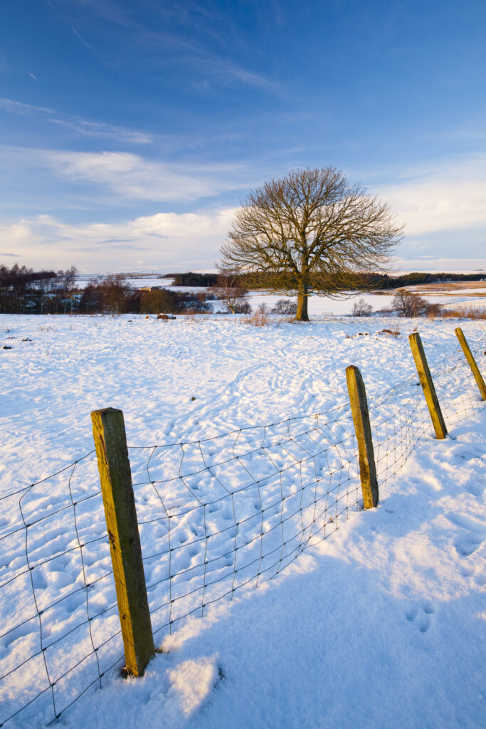 England, Northumberland, Northumberland National Park. Typical Northumberland scenery near the village of Otterburn, transformed after a winter snowfall.