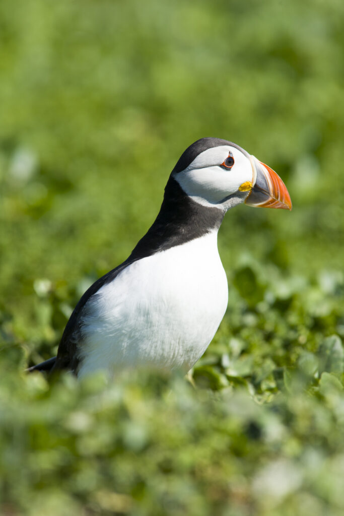 England, Northumberland, Farne Islands. A single puffin (Fratticula artica) on the Inner Farne Island.