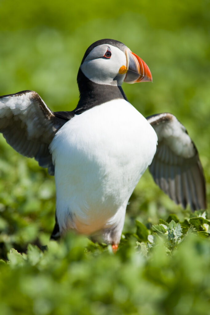 England, Northumberland, Farne Islands. A single puffin (Fratticula artica) on the Inner Farne Island.
