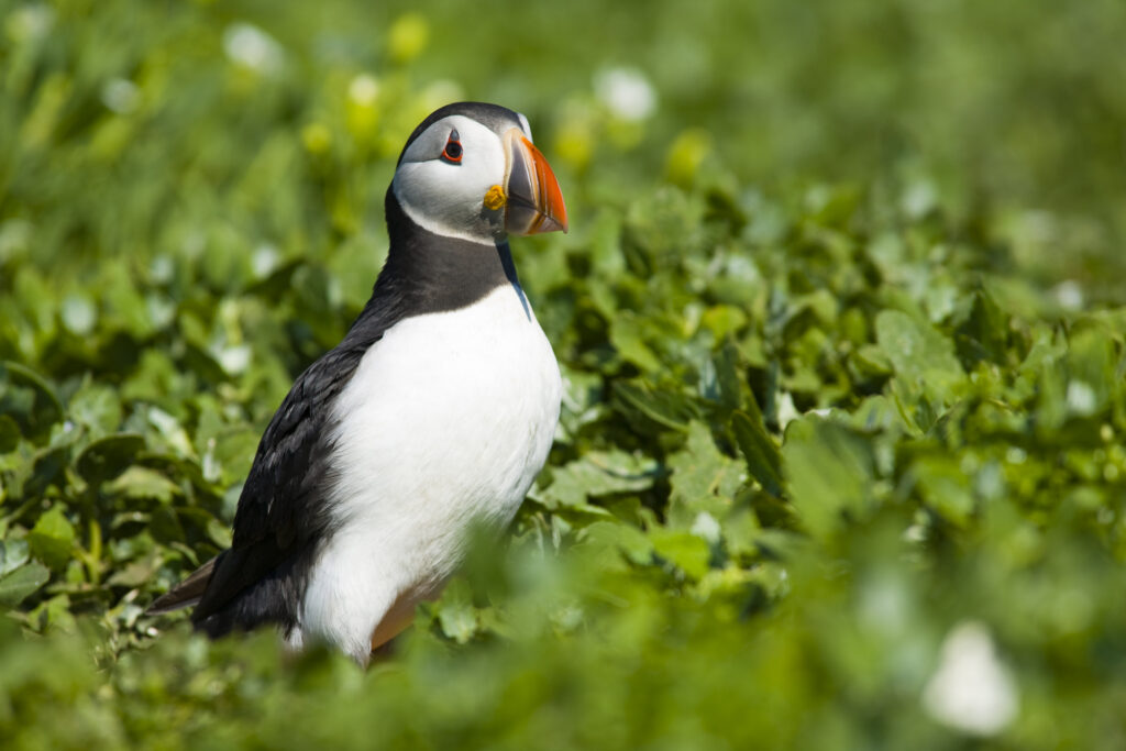 England, Northumberland, Farne Islands. A single puffin (Fratticula artica) on the Inner Farne Island.
