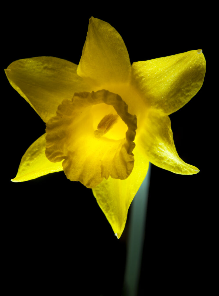 England, Northumberland, Bamburgh. Daffodil growing near the Northumberland village of Bamburgh.