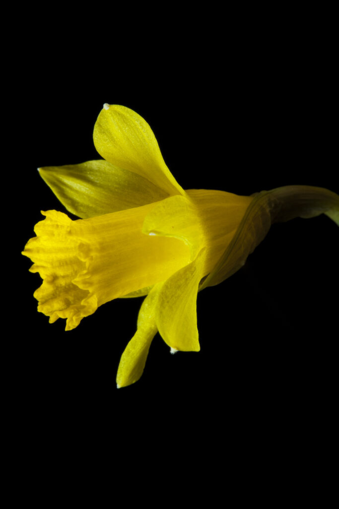 England, Northumberland, Bamburgh. Daffodil growing near the Northumberland village of Bamburgh.