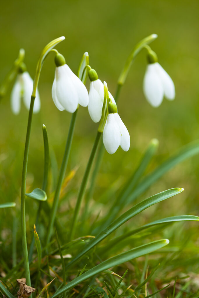 England, Northumberland, Wooler. Common Snowdrop (Galanthus nivalis) growing near the Northumberland village of Wooler.
