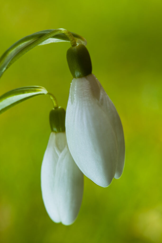 England, Northumberland, Wooler. Common Snowdrop (Galanthus nivalis) growing near the Northumberland village of Wooler.
