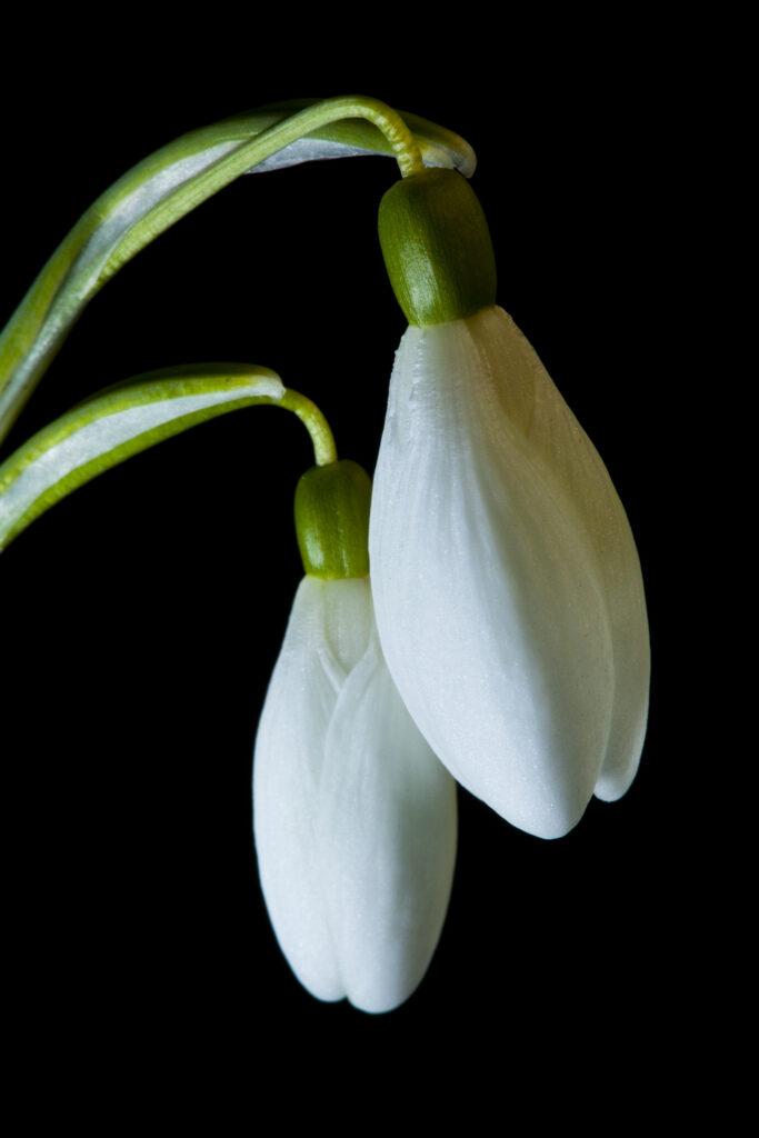 England, Northumberland, Wooler. Common Snowdrop (Galanthus nivalis) growing near the Northumberland village of Wooler.