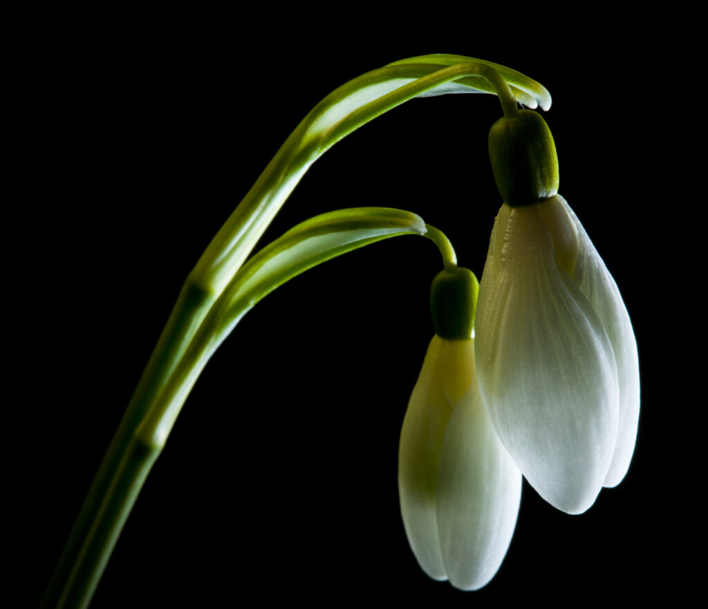 England, Northumberland, Wooler. Common Snowdrop (Galanthus nivalis) growing near the Northumberland village of Wooler.