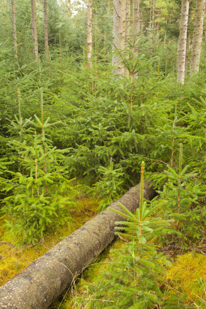 England, Northumberland, Kielder Water & Forest Park. Forestry commission woodland on the Bull Crag Peninsula near Kielder Water.