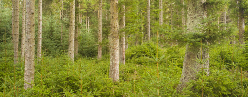 England, Northumberland, Kielder Water & Forest Park. Forestry commission woodland on the Bull Crag Peninsula near Kielder Water.