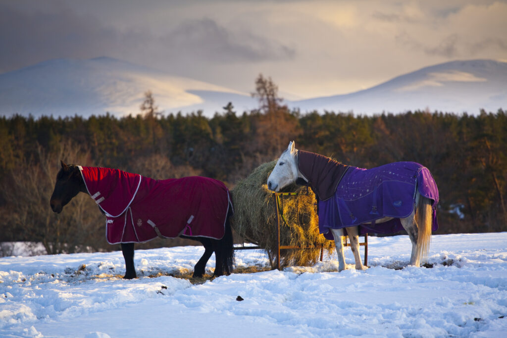 Scotland, Scottish Highlands, Cairngorms National Park. Horses grazing in a winter landscape of snow covered fields, hills and mountains near Nethy Bridge.