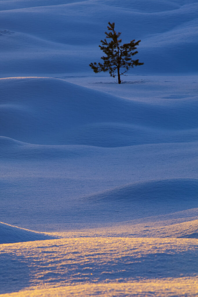 Scotland, Scottish Highlands, Abernethy. Single Fir Tree surrounded by drifting snow in the Cairngorms National Park.