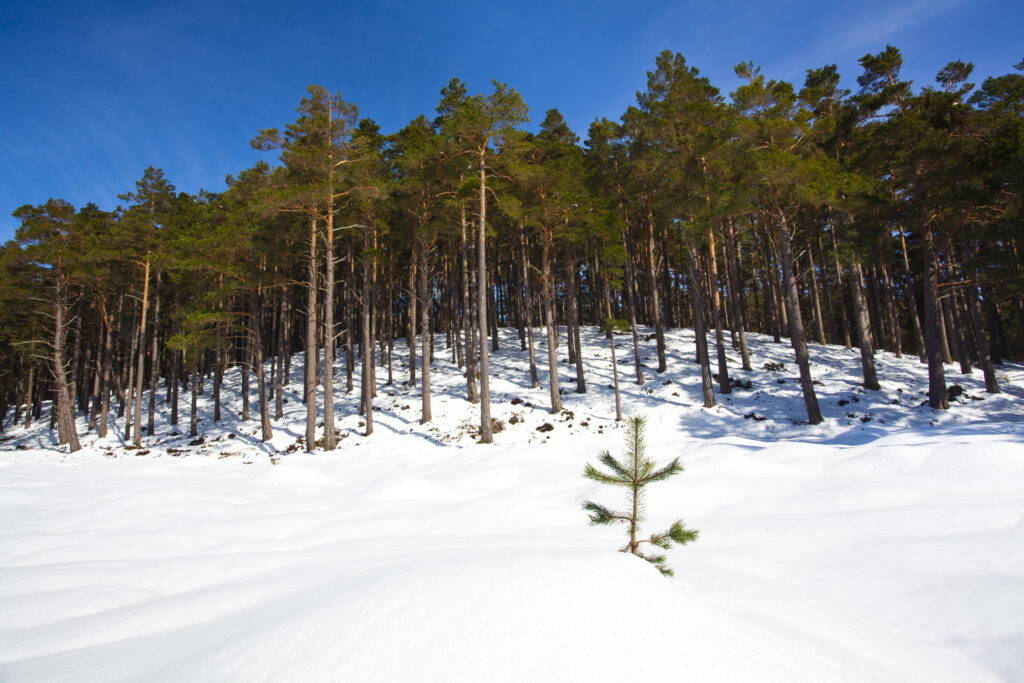 Scotland, Scottish Highlands, Cairngorms National Park. Snow covered Fir trees and Scots Pines in the Rothiemurchus Estate near Aviemore.