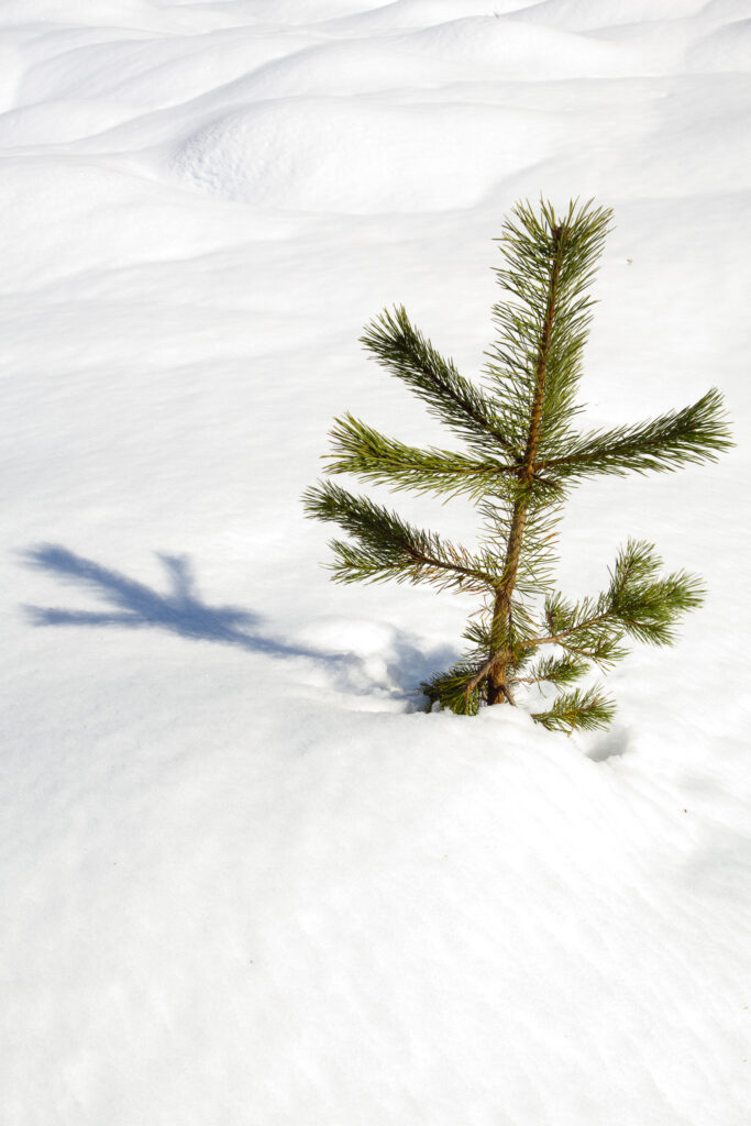 Scotland, Scottish Highlands, Cairngorms National Park. Snow covered Fir Trees in the Rothiemurchus Estate near Aviemore.