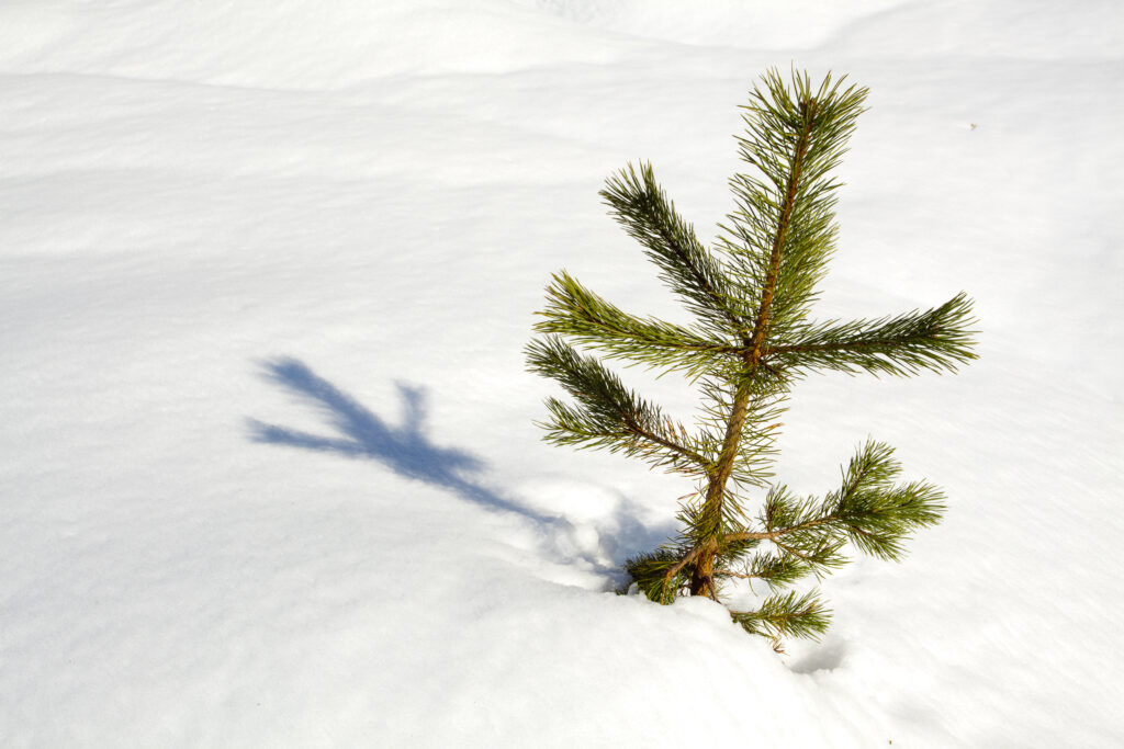 Scotland, Scottish Highlands, Cairngorms National Park. Snow covered Fir Trees in the Rothiemurchus Estate near Aviemore.