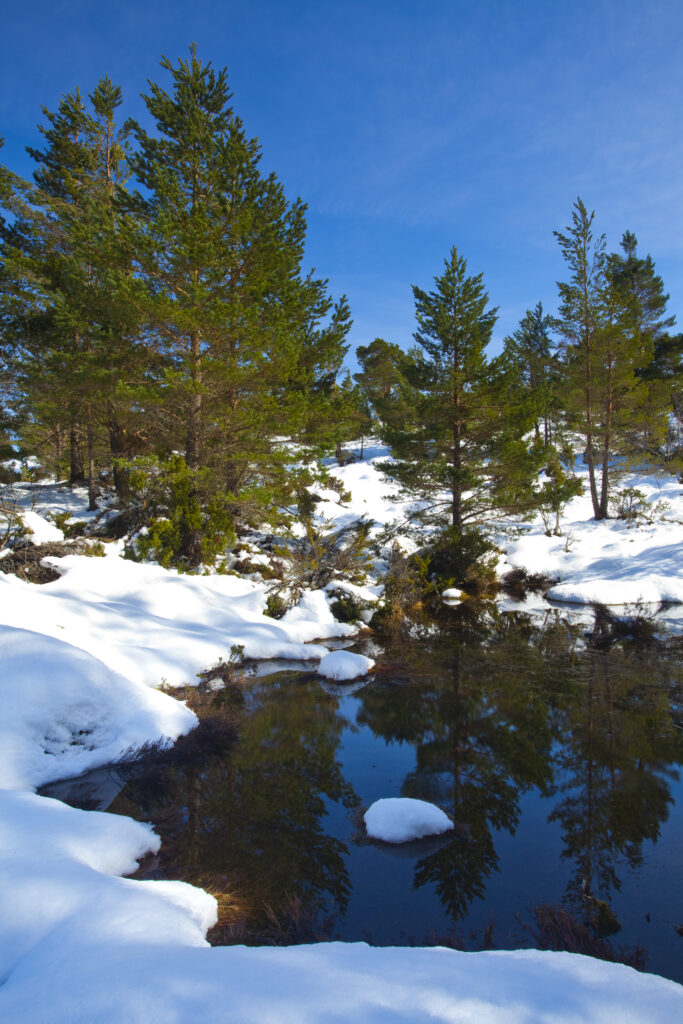 Scotland, Scottish Highlands, Cairngorms National Park. Scots Pines in the snow covered Rothiemurchus Estate near Aviemore.