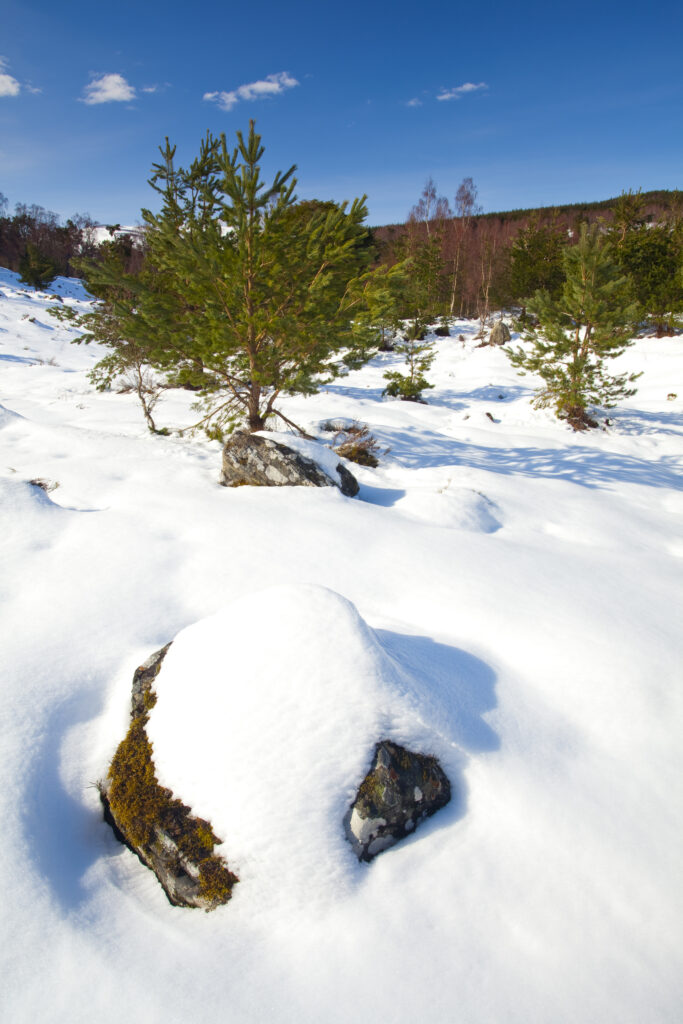 Scotland, Scottish Highlands, Cairngorms National Park. Scots Pines in the snow covered Rothiemurchus Estate near Aviemore.