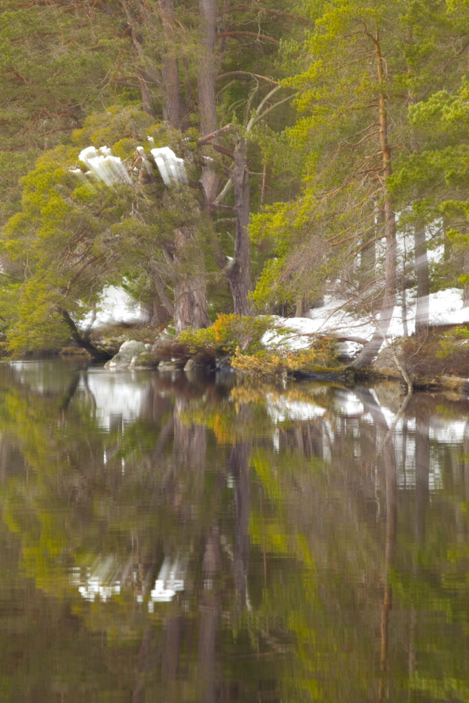 Scotland, Scottish Highlands, Cairngorms National Park. Abernethy Forest reflected upon the still water of Loch Garten.