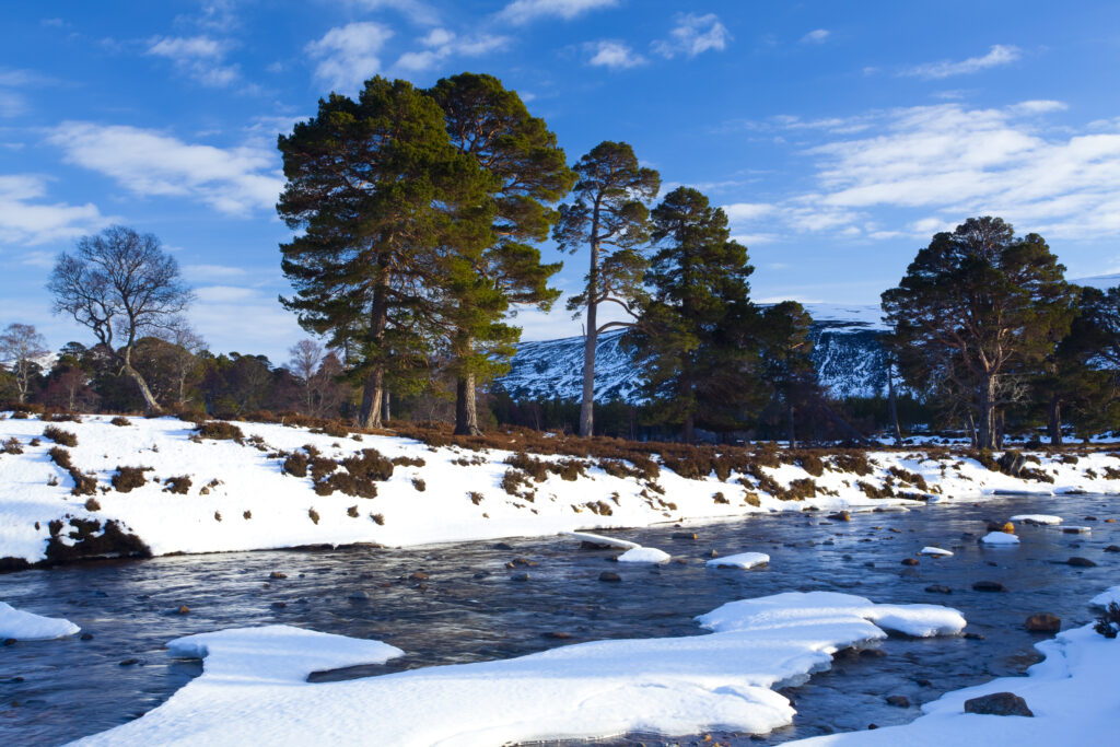 Scotland, Aberdeenshire, Mar Lodge Estate. Scots Pines alongside a mountain river, under the shadow of snow covered hills near Braemar and the Linn of Dee.