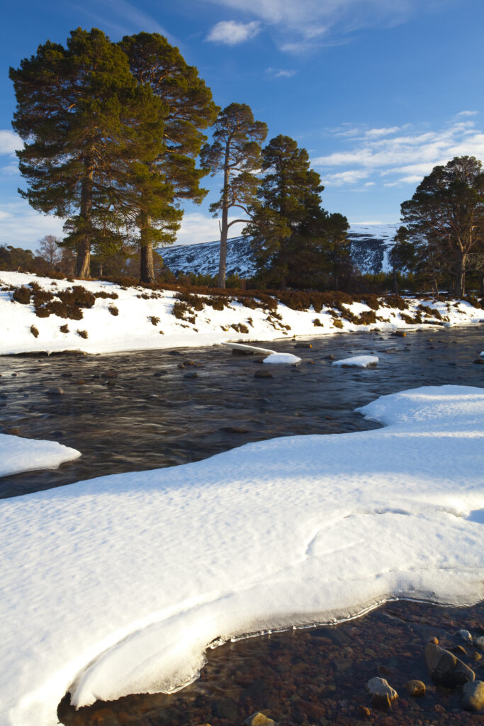 Scotland, Aberdeenshire, Mar Lodge Estate. Scots Pines alongside a mountain river, under the shadow of snow covered hills near Braemar and the Linn of Dee.