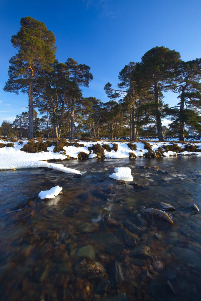 Scotland, Aberdeenshire, Mar Lodge Estate. Scots Pines alongside a mountain river, under the shadow of snow covered hills near Braemar and the Linn of Dee.