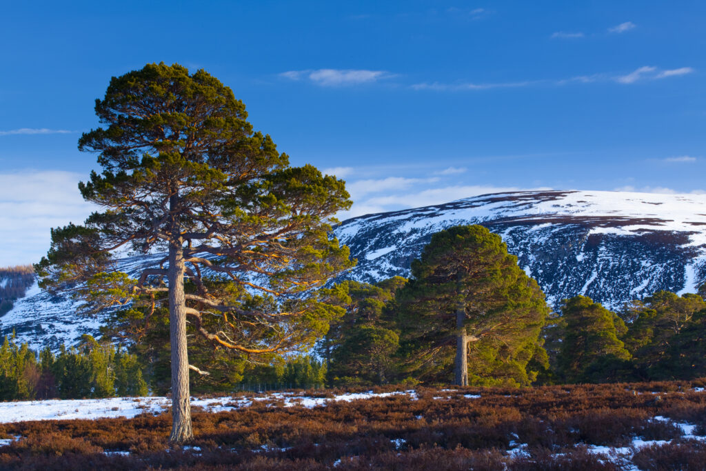 Scotland, Aberdeenshire, Mar Lodge Estate. Scots Pines on moorland, under the shadow of snow covered hills near Braemar and the Linn of Dee.