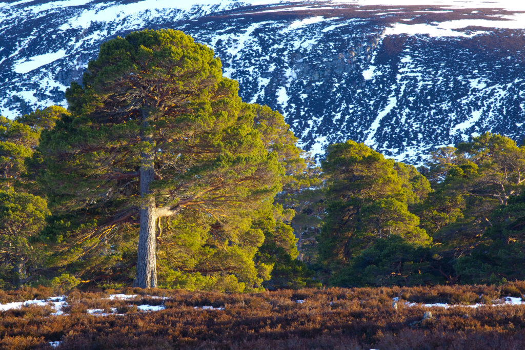 Scotland, Aberdeenshire, Mar Lodge Estate. Scots Pines on moorland, under the shadow of snow covered hills near Braemar and the Linn of Dee.