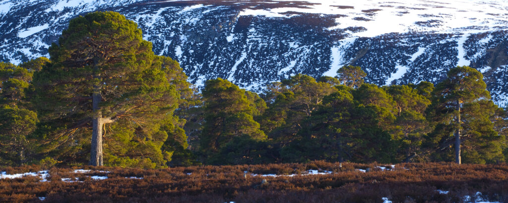 Scotland, Aberdeenshire, Mar Lodge Estate. Scots Pines on moorland, under the shadow of snow covered hills near Braemar and the Linn of Dee.