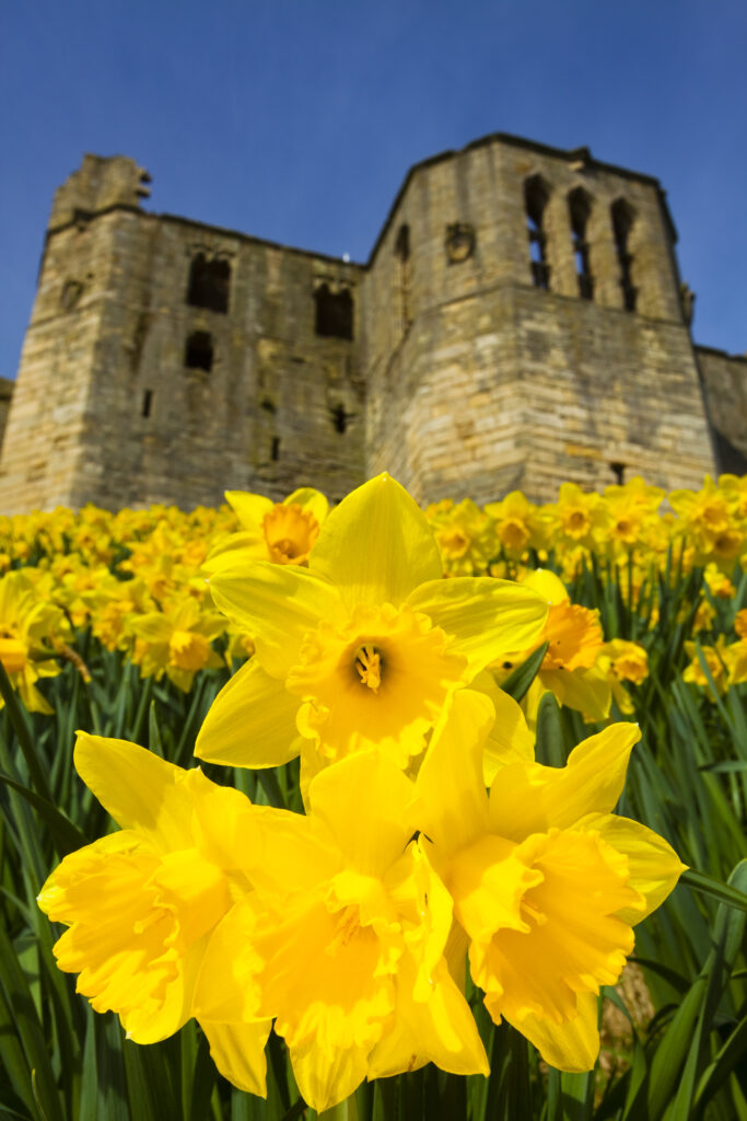England, Northumberland, Warkworth. A blanket of daffodils within the grounds of Warkworth Castle.