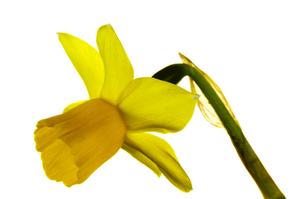 Yellow Daffodil flower photographed against a white background.