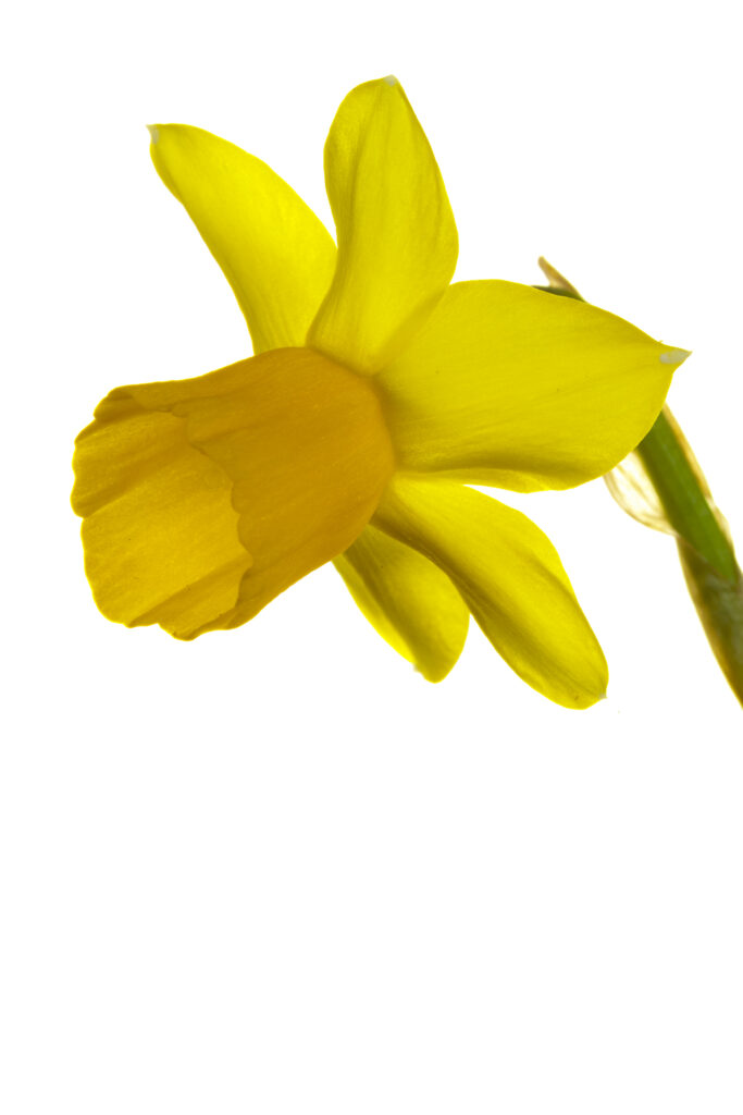 Yellow Daffodil flower photographed against a white background.