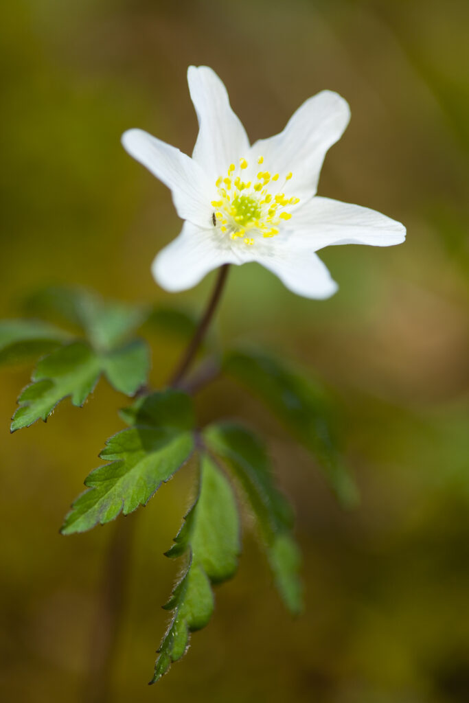 England, Northumberland, Wood Anemone.