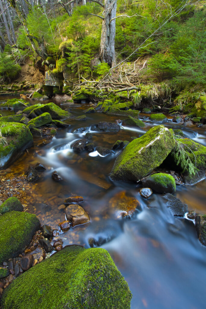 England, Northumberland, Hindhope Linn. Hindhope Linn, a cascade along the Blakehope Burn in the Kielder Forest Park near Blakehopeburnhaugh. Hindhope Linn is located near Bryness Vilage within the Northumberland National Park.