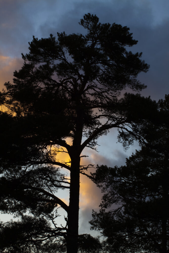 Scotland, Scottish Highlands, Cairngorms National Park. Scots Pine Tree, a remnant of the ancient caledonian forest in the Rothiemurchus Estate.