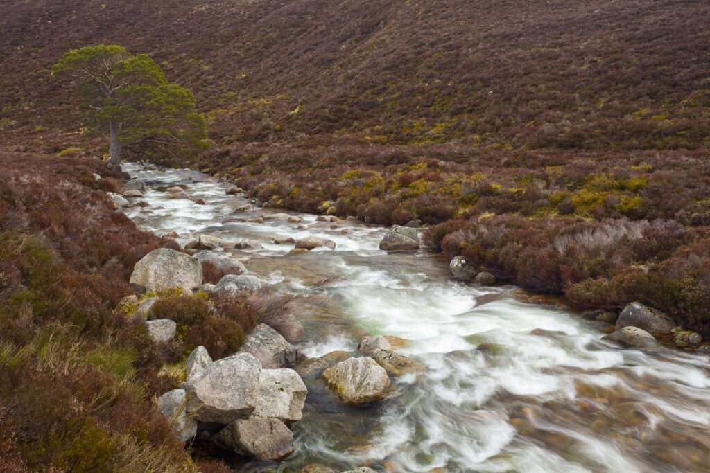 Scotland, Scottish Highlands, Cairngorms National Park. River running through the heather clad hills of Gleann Eanaich, in the Rothiemurchus Estate.