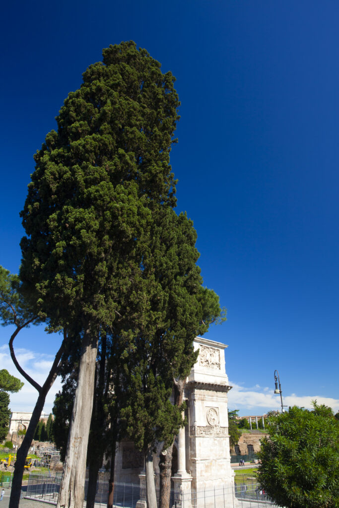 Italy, Lazio, Rome. Trees and the Constantine Arch near the Colosseum or Roman Coliseum, originally the Flavian Amphitheatre
