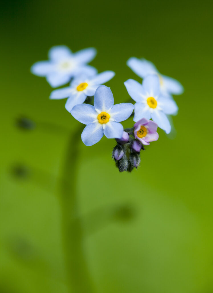 England, Northumberland, Forget me not.