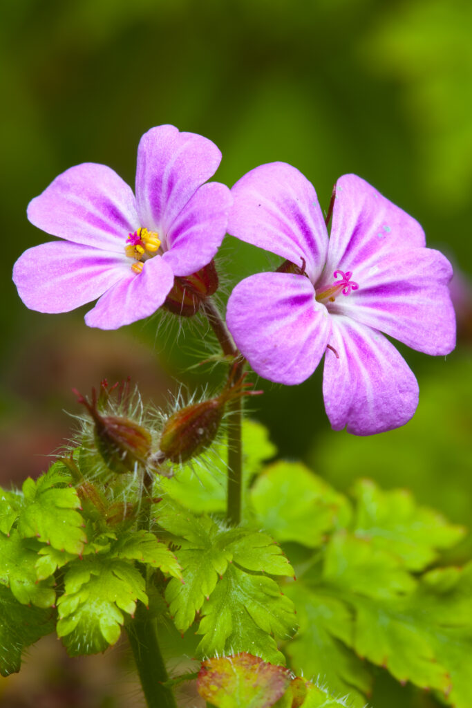 England, Northumberland, Herb Robert.