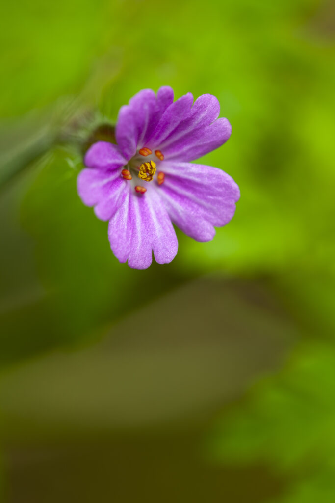 England, Northumberland, Herb Robert.